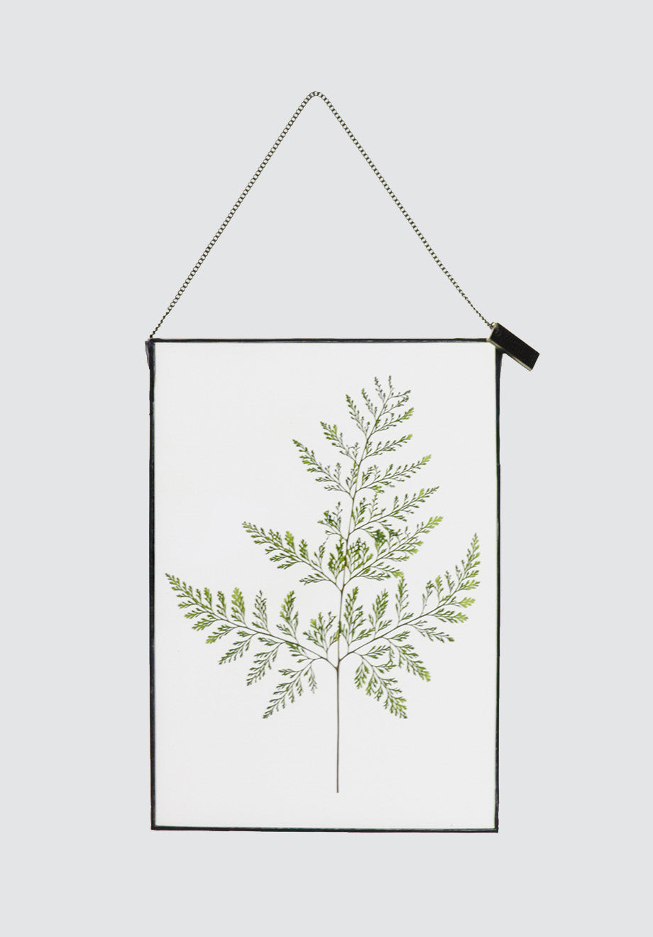 Life with Ferns Botanical Art | A5