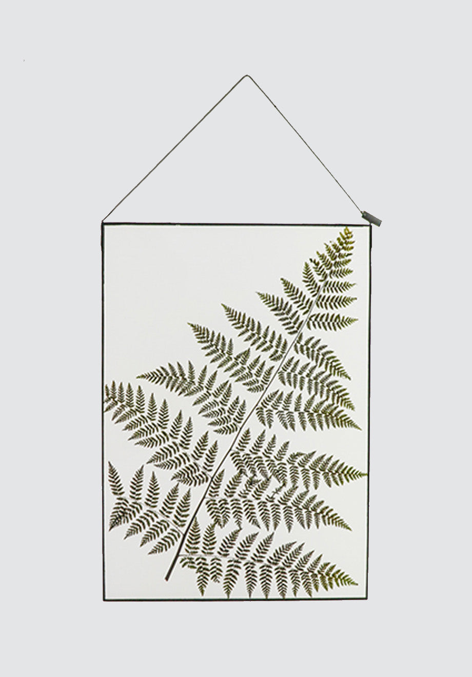 Life with Ferns Botanical Art | A3