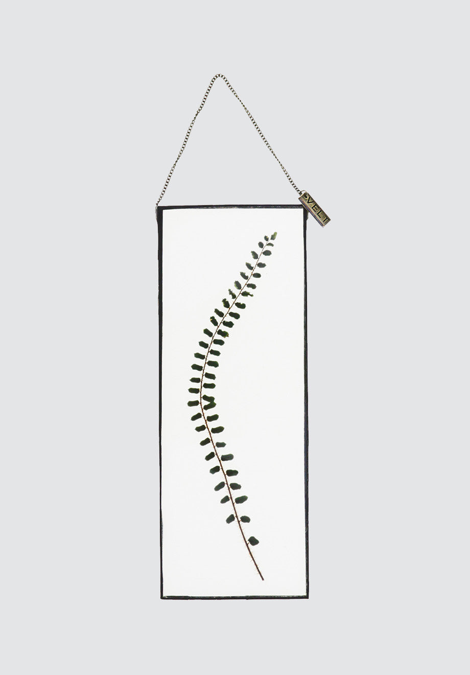 Life with Ferns Botanical Art | Rectangle