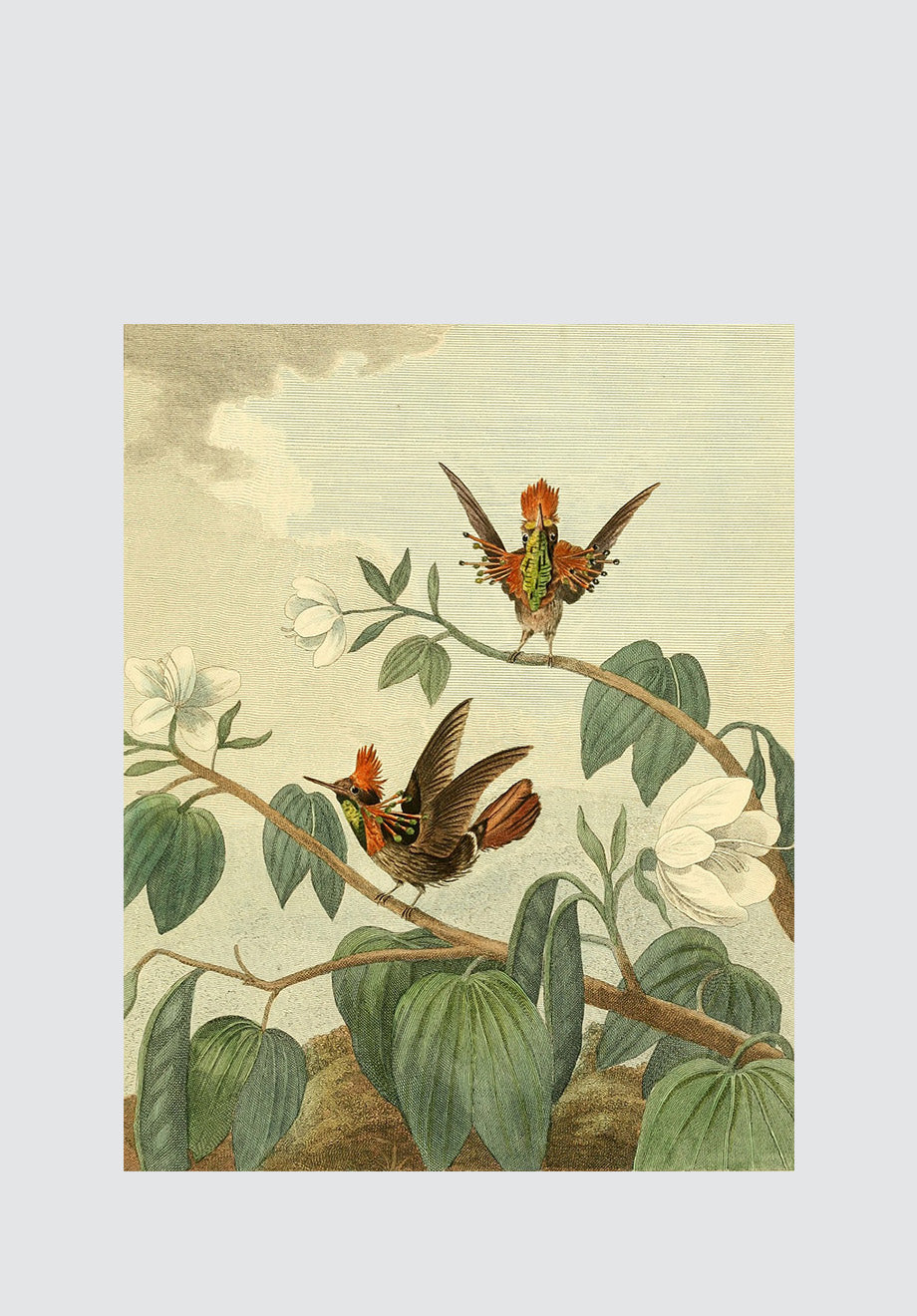 The Ruff-Necked Humming Birds Print