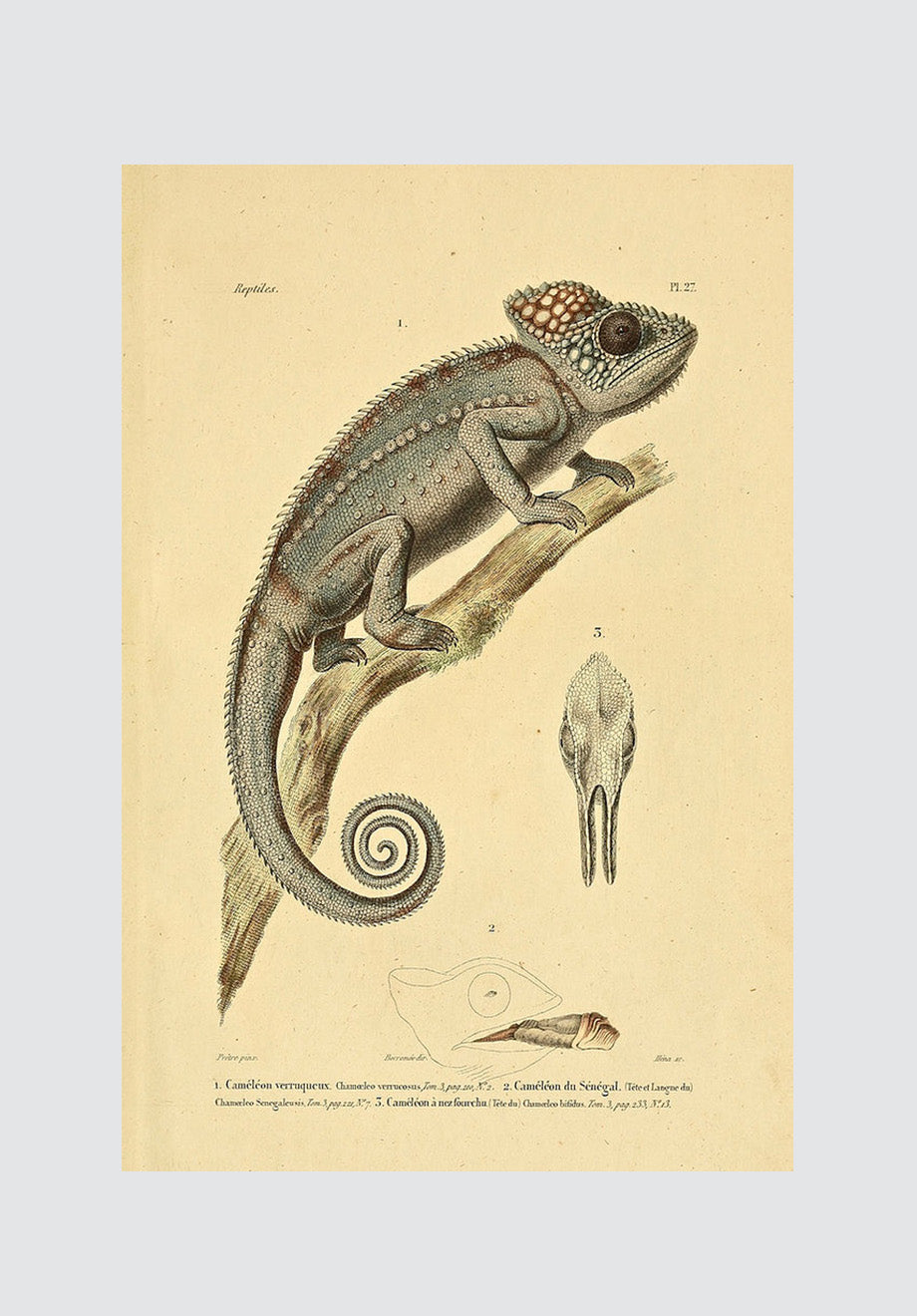 Vintage Chameleon 1 Print