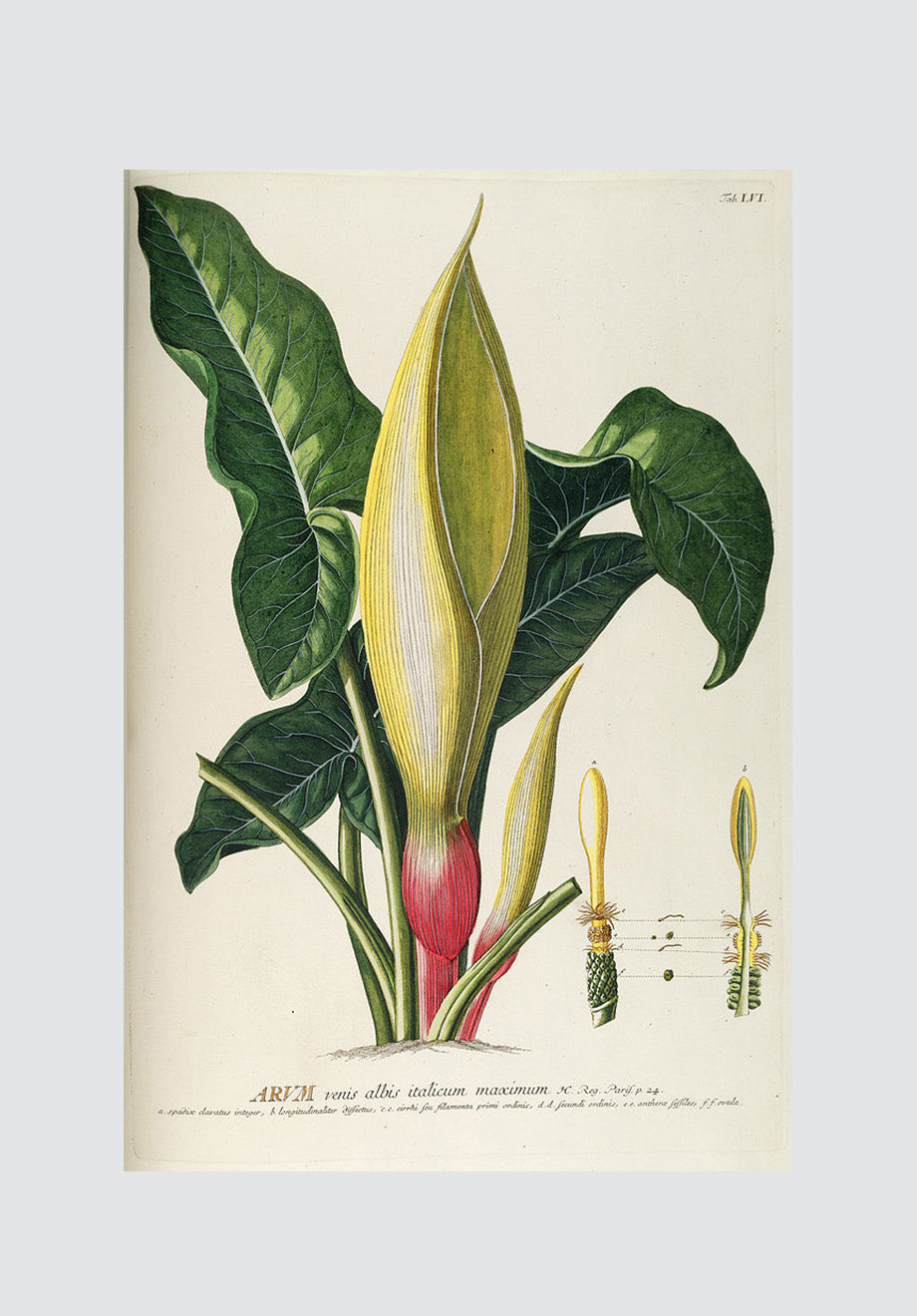 Vintage Arum Print