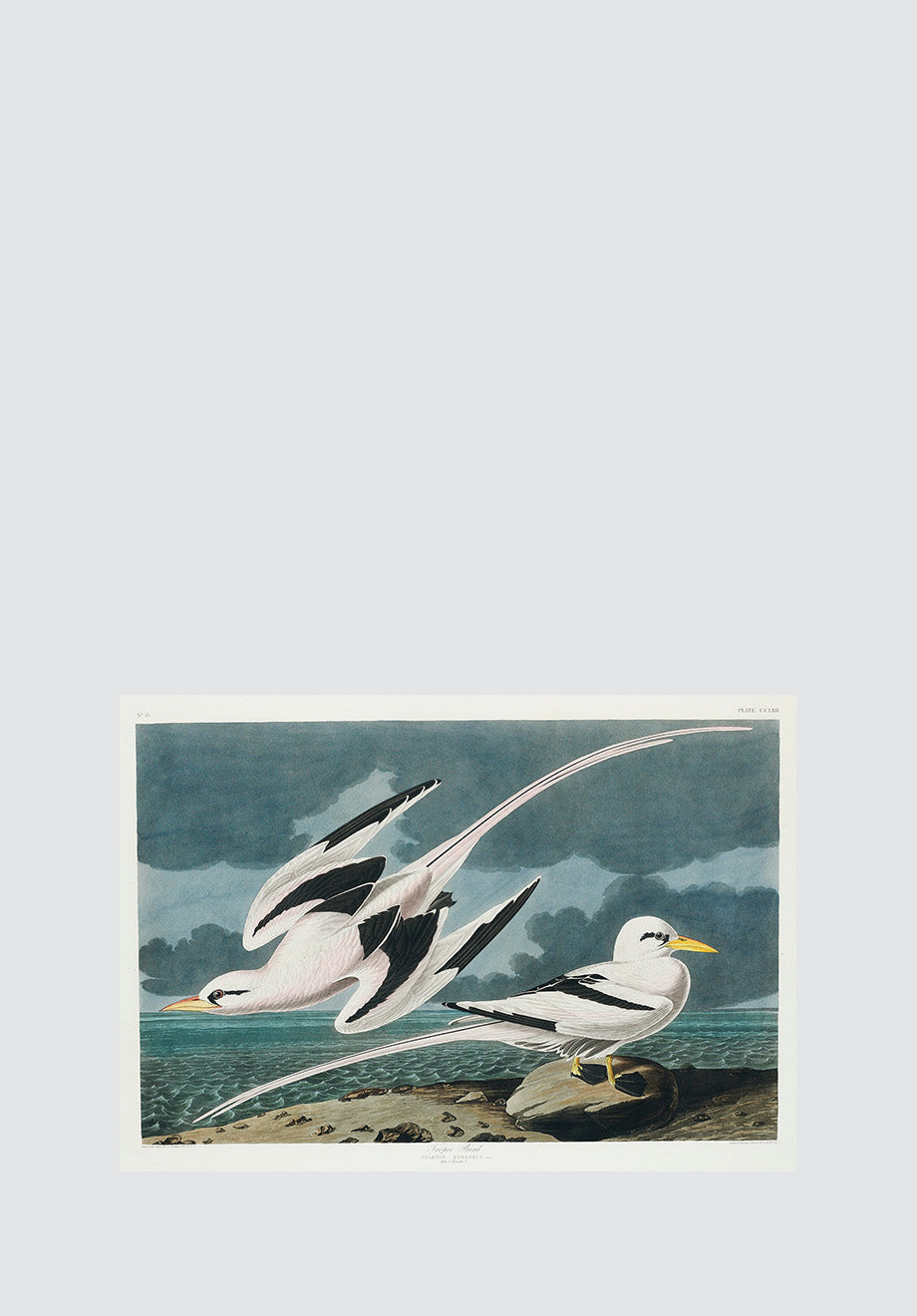 Tropic Birds Print