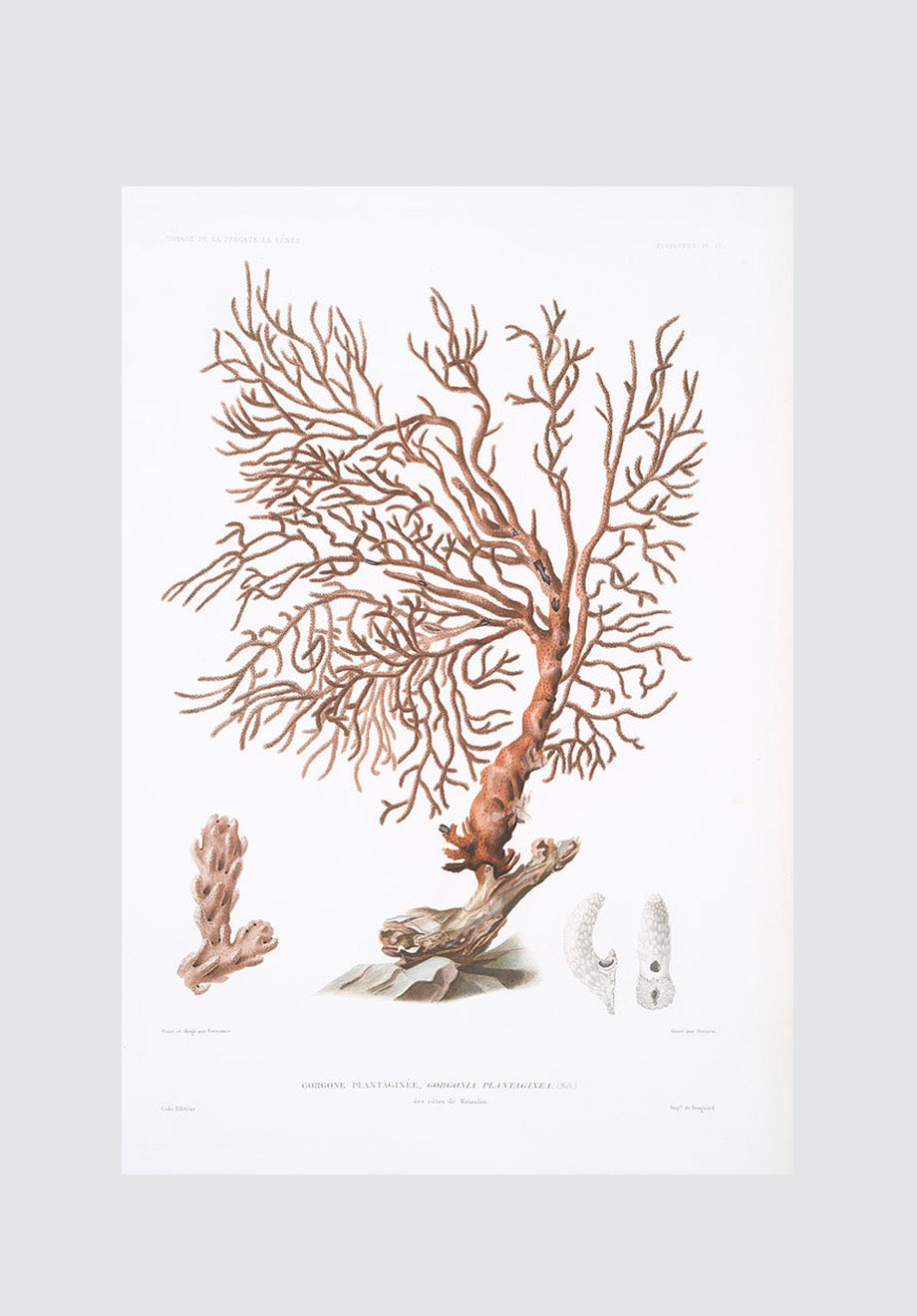 Coral Plate 2 Print