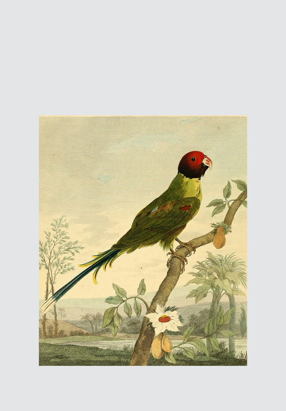 Rose Headed Parakeet Print