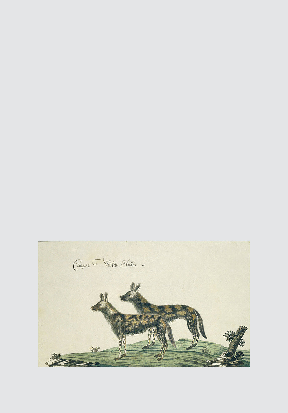 Wild Dogs Print