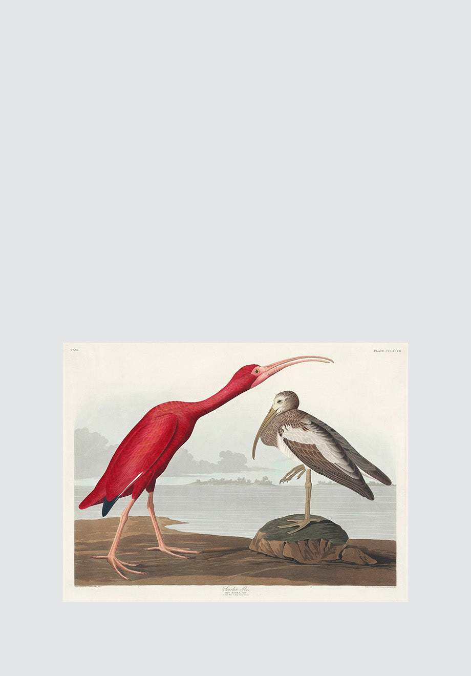 Scarlet Ibis Print