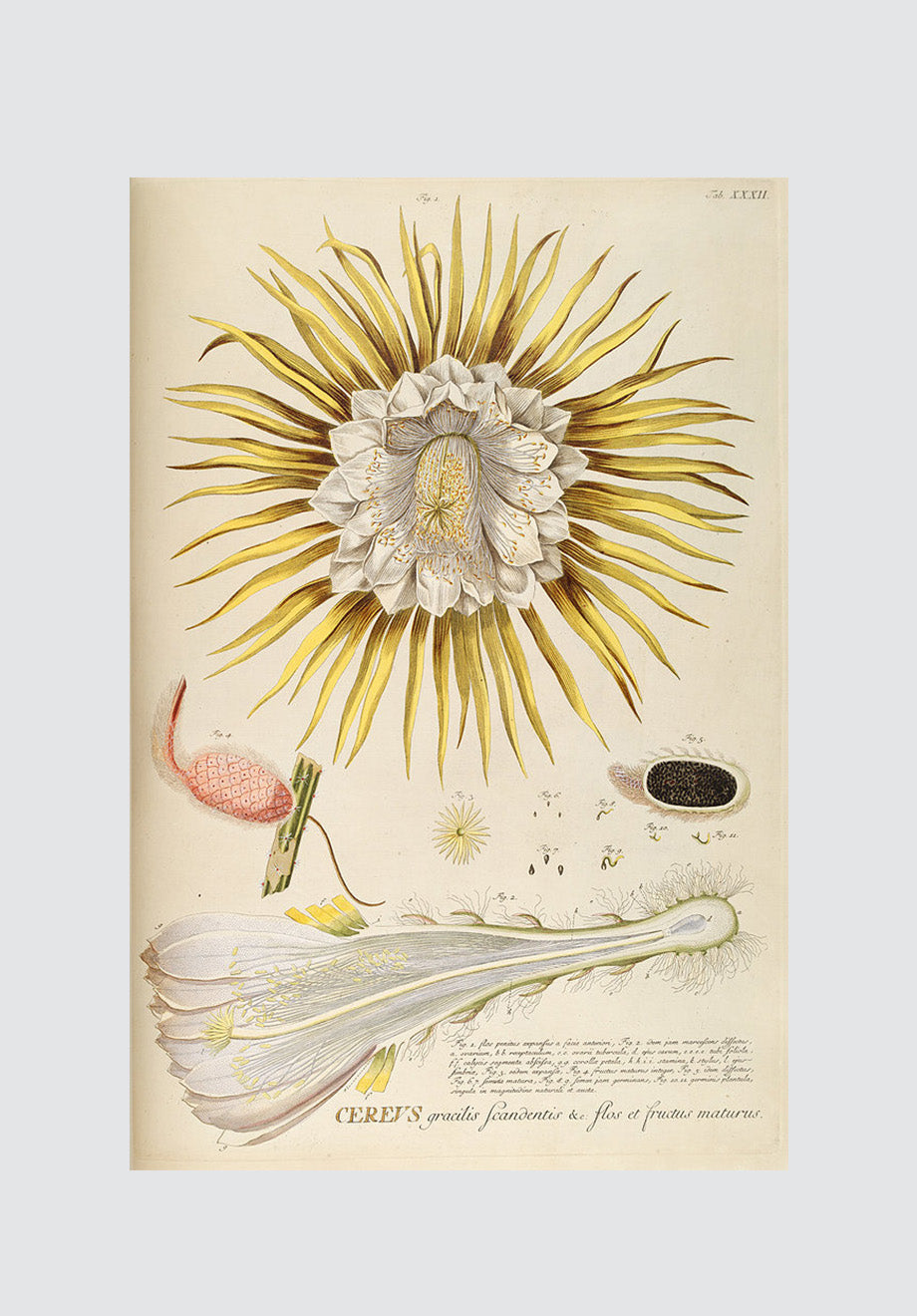 Vintage Cereus Print