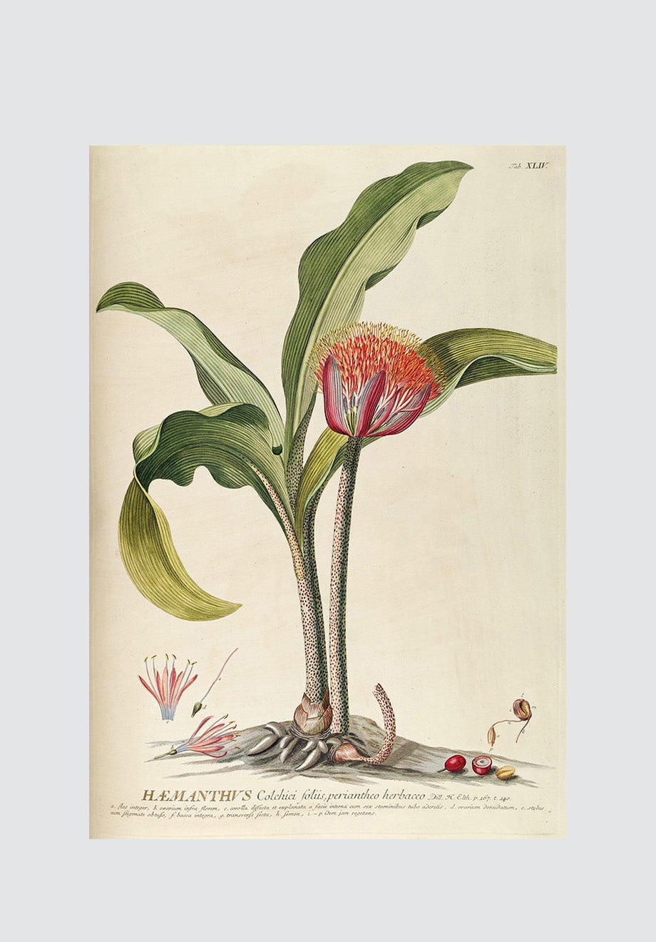 Vintage Haemanthus Print