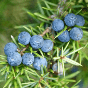 Juniper Berry Oil