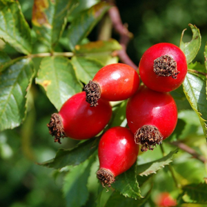 Rosehip Oil