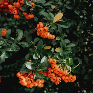 Sea Buckthorn Oil