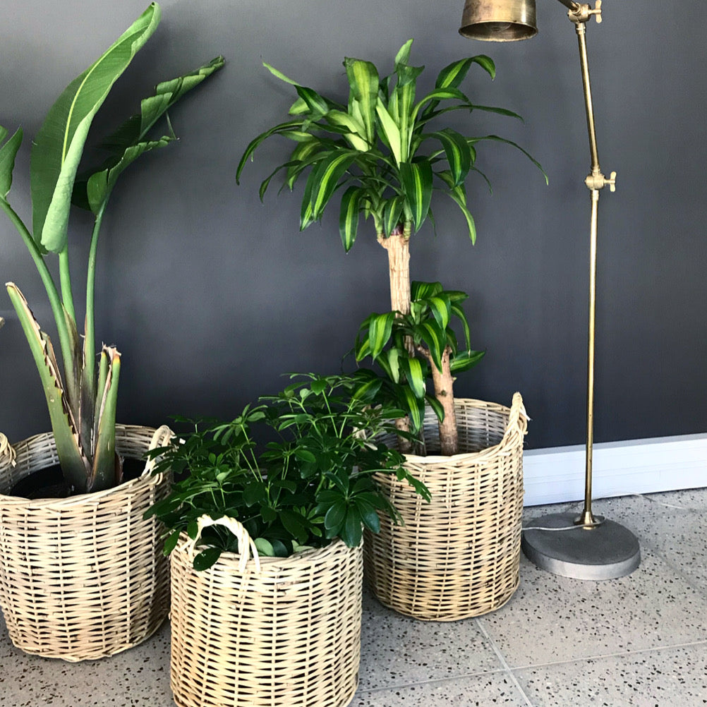 Round Pot Plant Baskets