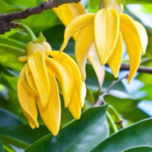 Ylang Ylang Oil